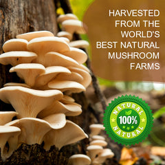 GPGP GreenPeople 226G Lion's Mane Mushroom Coffee with Reishi,Cordyceps &Turkey Tail-Energy,Mental Clarity & Focus,Brain Booster